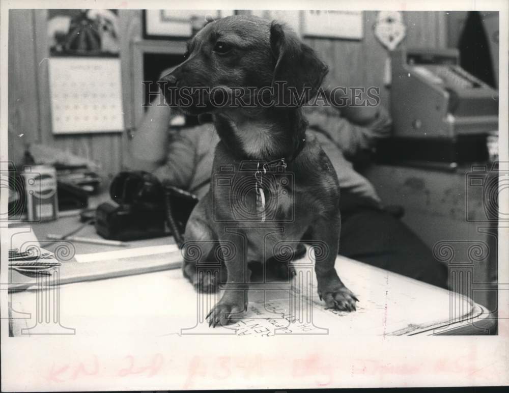 1980 Press Photo Princess, Schenectady County Animal Center mascot, New York - Historic Images
