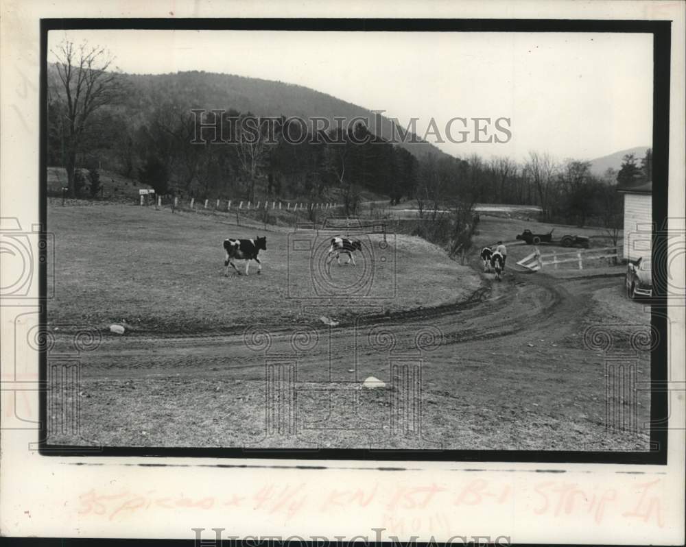 1973 Press Photo Cows roam on Molly Schafer&#39;s Schoharie Valley farm in New York-Historic Images