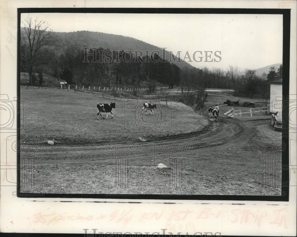 1973 Press Photo Cows roam on Molly Schafer's Schoharie Valley farm in New York-Historic Images