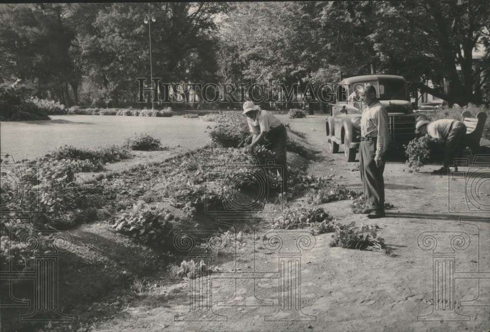 1957 Workers repair vandalized plants at Washington Park, Albany NY - Historic Images