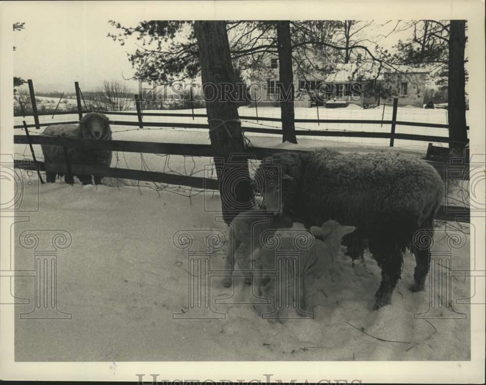 1985 Sheep on Susand & David Cummings' farm in New York - Historic Images