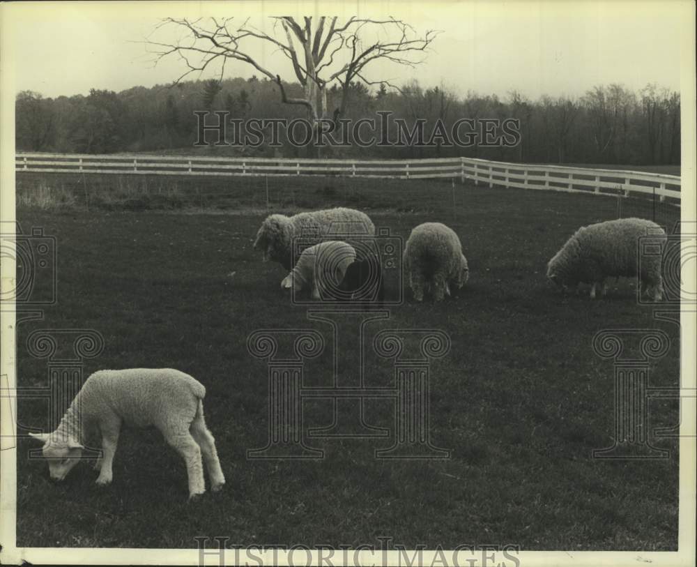 Sheep in fenced field on farm in New York - Historic Images