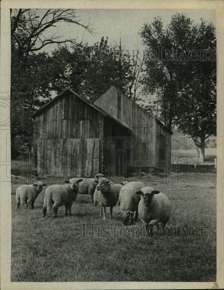 1970 Press Photo Herd of sheep graze in the grass on a farm. - tua26321-Historic Images