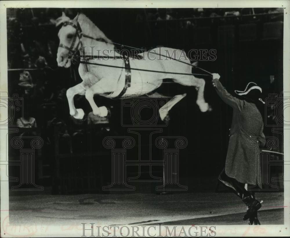1979 Lipizanner Stallion performs in Barrington, Massachusetts - Historic Images