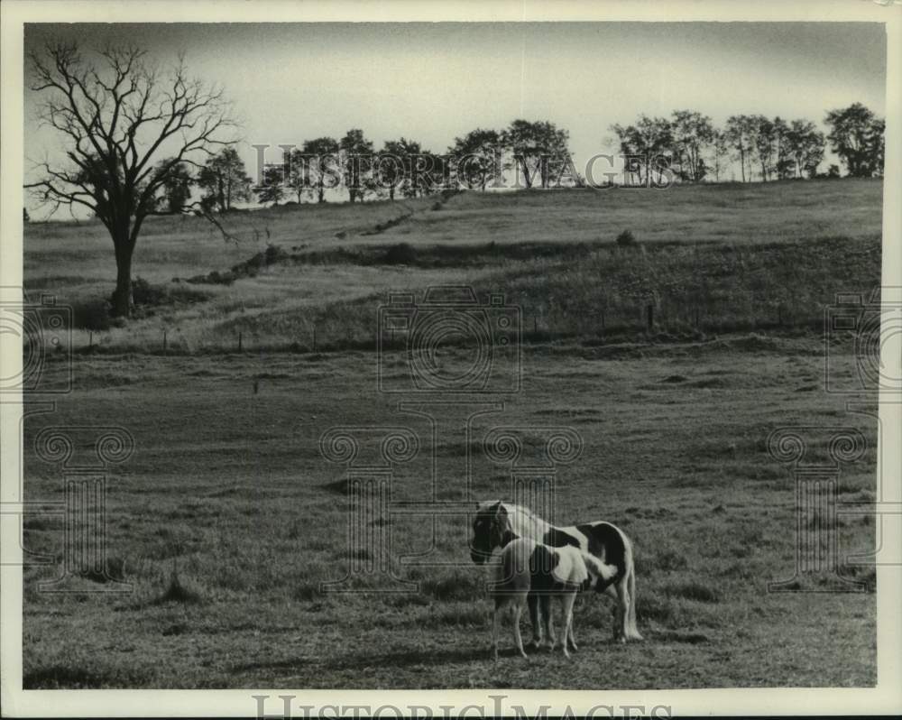 Press Photo Horses in field in Old Chatham, New York - Historic Images