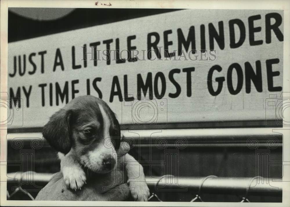 1975 Puppy at Mohawk-Hudson River Humane Society in New York - Historic Images