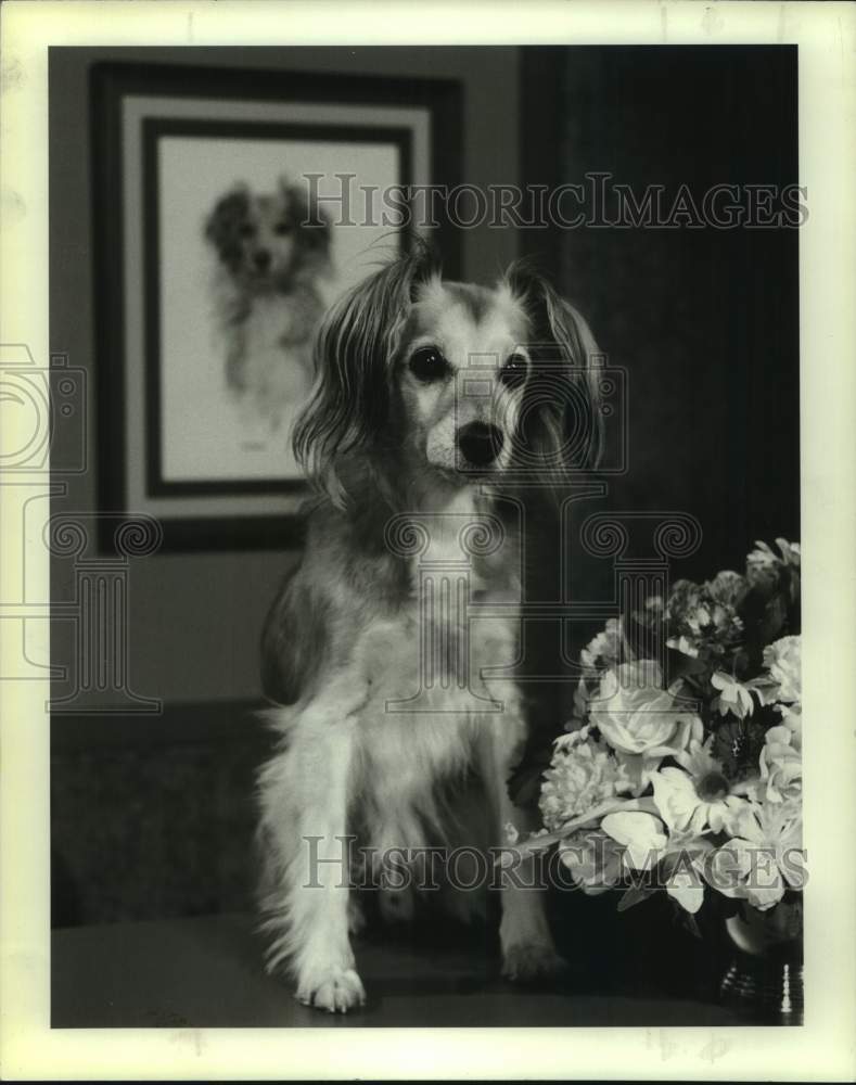 Press Photo &quot;Moo&quot; the Wonder Dog, New York - Historic Images