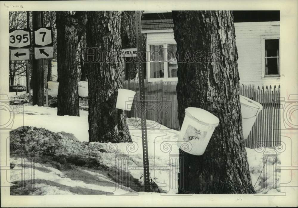 1978 Buckets collect maple sap in Schenectady, New York - Historic Images