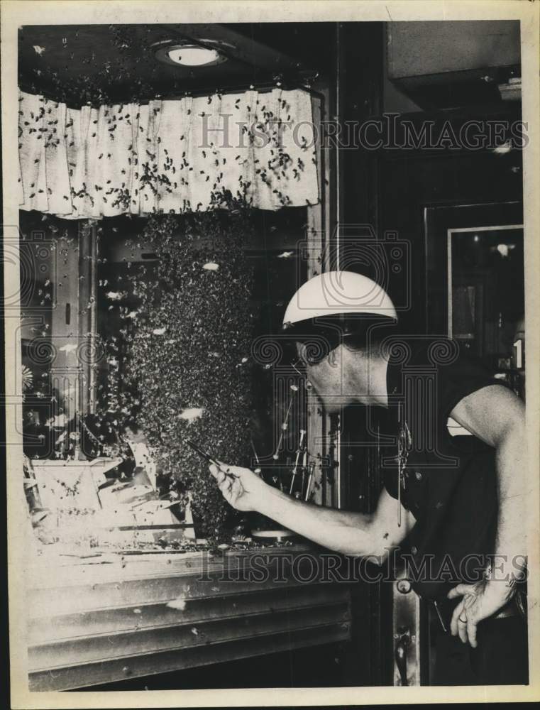 Police officer examines swarm of bees in Albany, New York - Historic Images