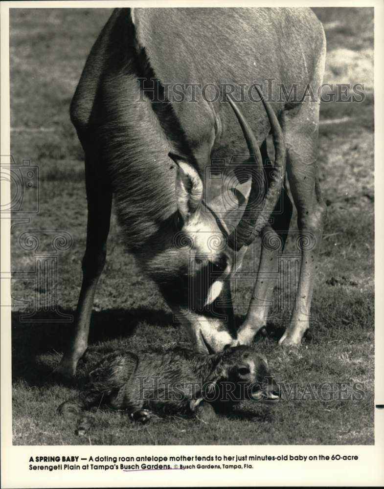 1989 Press Photo Antelope tends to newborn at Busch Gardens refuge in Florida - Historic Images