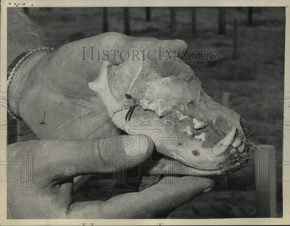 Press Photo Dog skull found at archaeological dig in New York - Historic Images