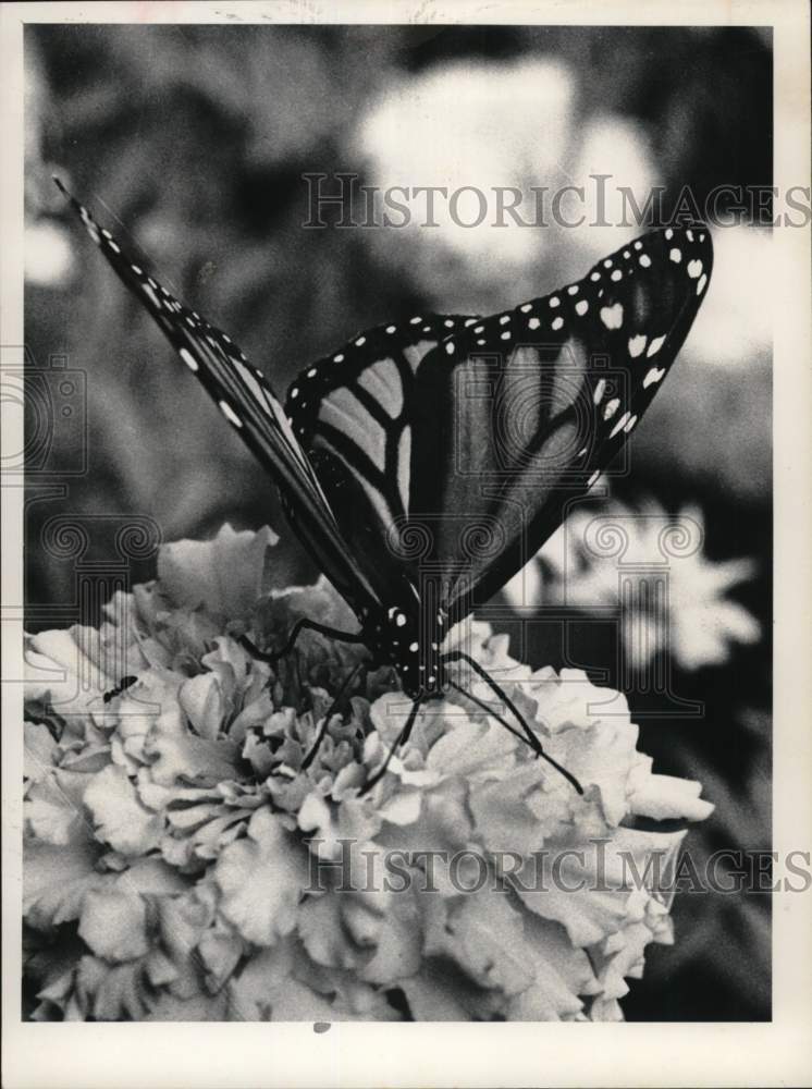 1982 Butterfly sitting on a marigold in Nassau, New York-Historic Images