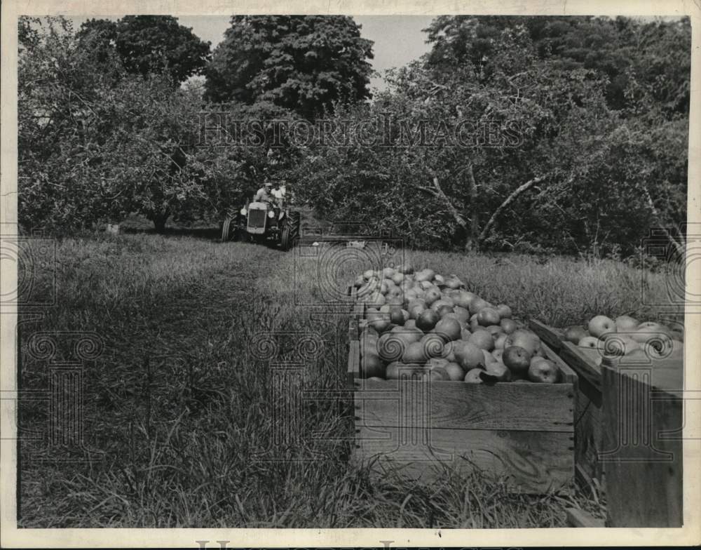 1968 Crates of apples at orchard in New York-Historic Images