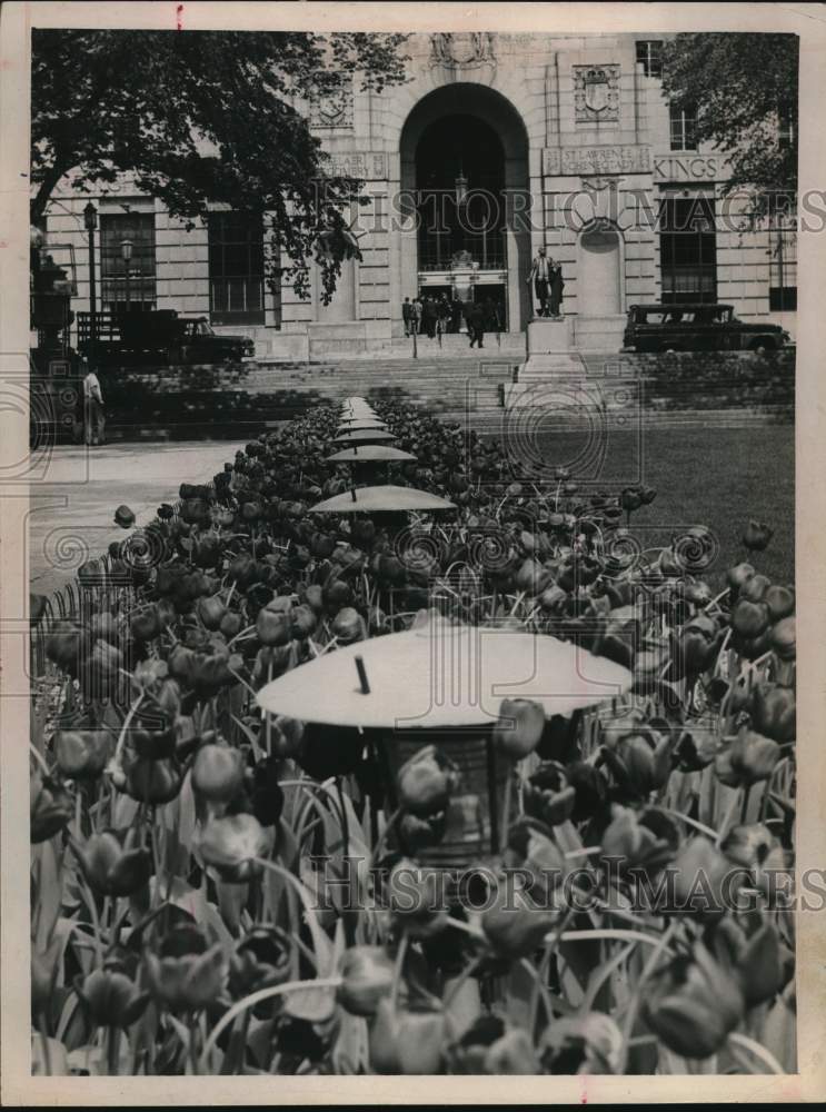 1964 Tulip bed in Capitol Park, Albany, New York-Historic Images