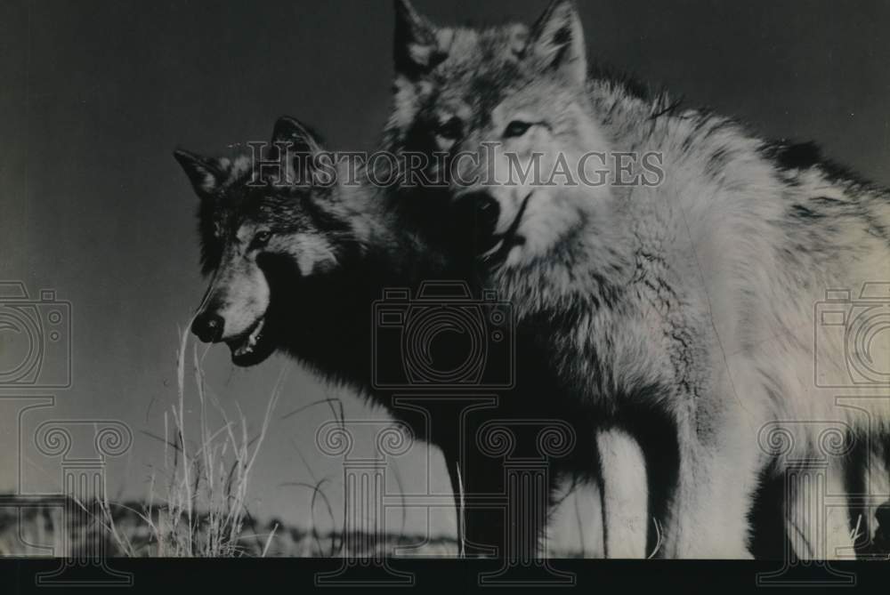 1962 Scene from the Disney motion picture "The Legend of Lobo"-Historic Images