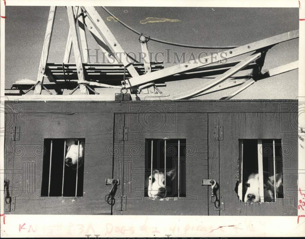 1981 Press Photo Sled dogs peer out from crates in New York - tub04502- Historic Images