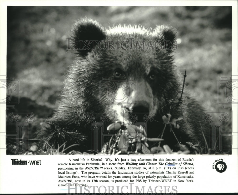 Press Photo Scene from PBS series Walking With Giants: The Grizzlies of Siberia - Historic Images