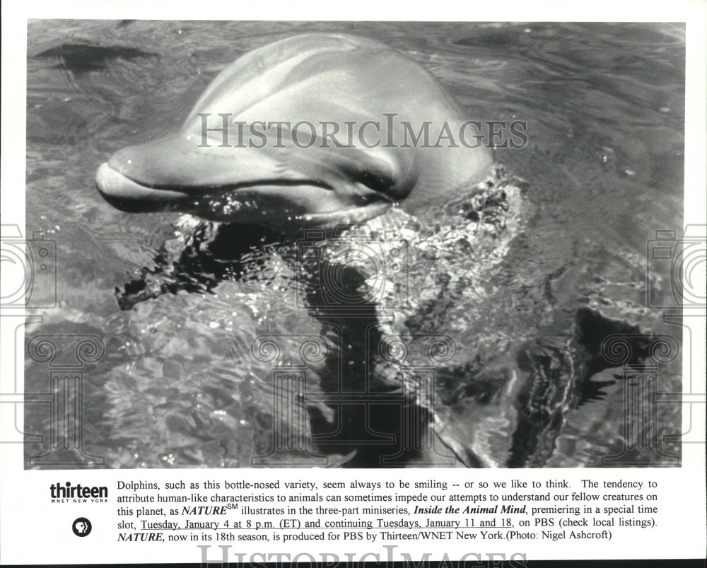 Press Photo A dolphin in a scene from the PBS special Inside The Animal Mind - Historic Images