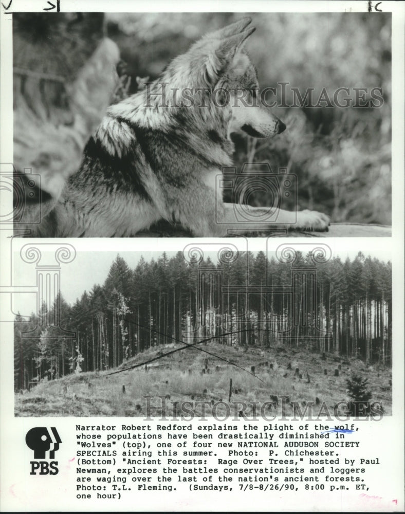 1990 Press Photo Scenes from the PBS documentaries &quot;Wolves&quot; &amp; &quot;Ancient Forests&quot; - Historic Images