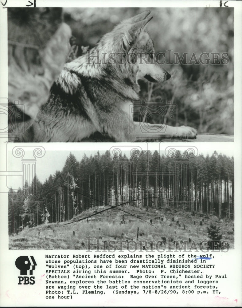 1990 Press Photo Scenes from the PBS documentaries "Wolves" & "Ancient Forests" - Historic Images