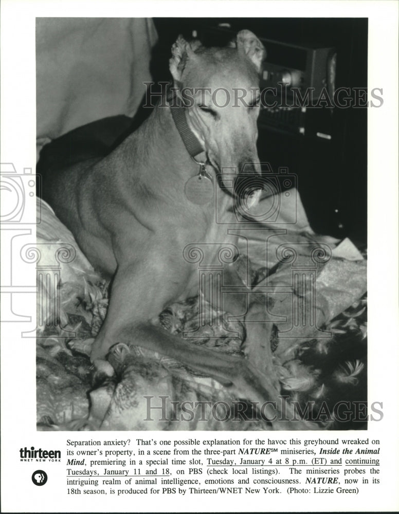 Press Photo A Greyhound sits on a destroyed pillow - tup02739 - Historic Images