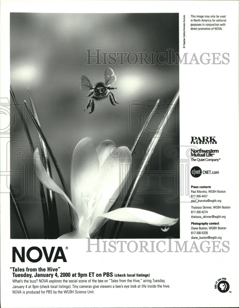 2000 Press Photo Scene from the Nova episode &quot;Tales from the Hive&quot; on PBS - Historic Images