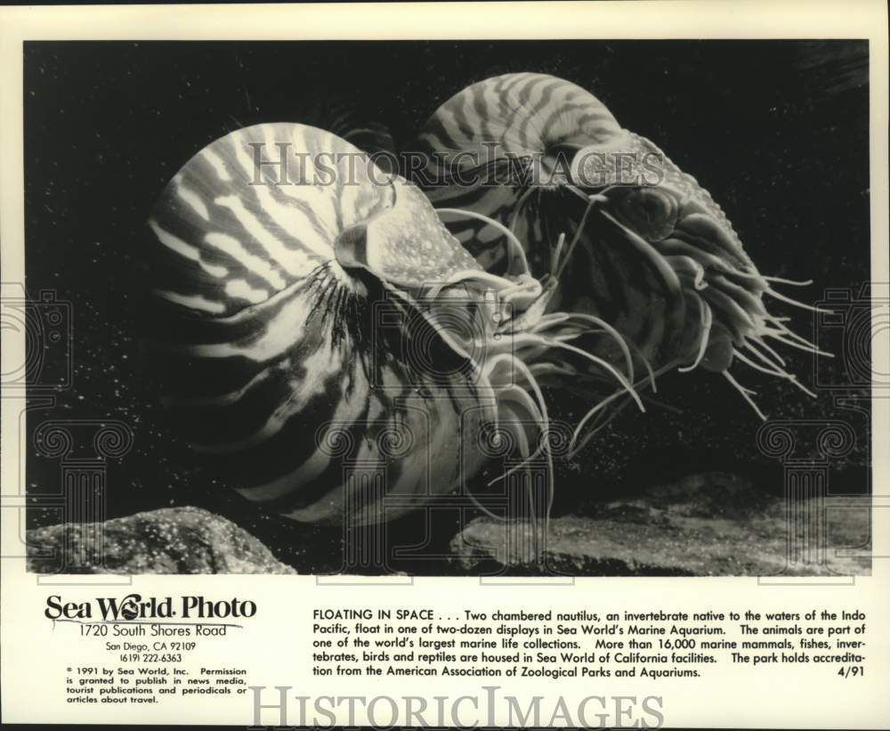 1991 Press Photo Two chambered nautilus in aquarium at Sea World of California- Historic Images