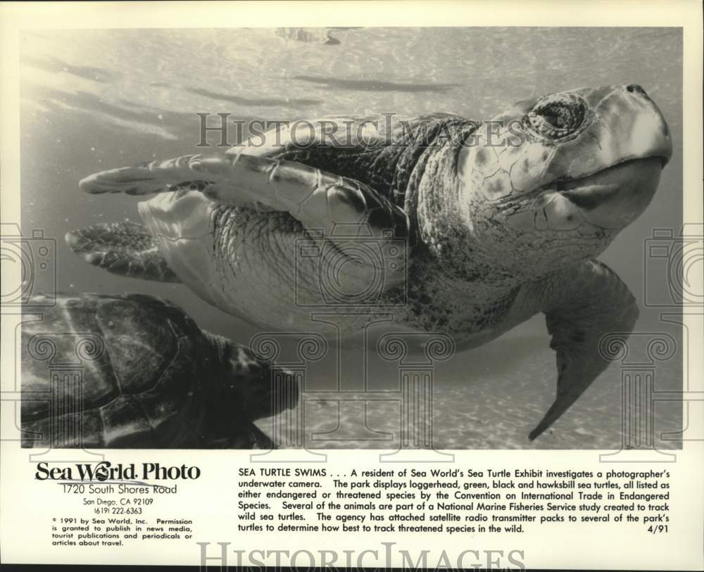 1991 Press Photo Sea Turtle in aquarium at Sea World, San Diego, California- Historic Images