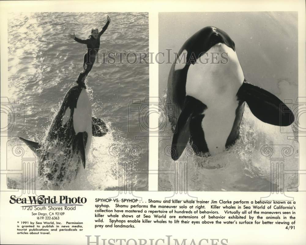 1991 Press Photo Shamu & trainer Jim Clarke perform at Sea World of California- Historic Images