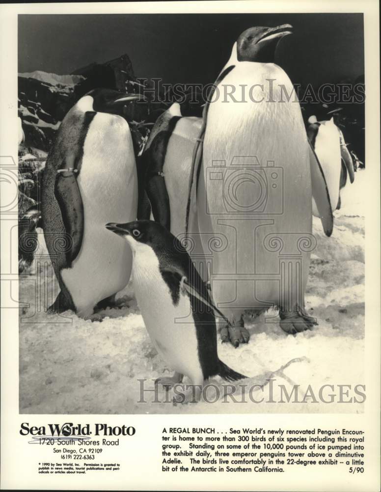1992 Press Photo Penguin exhibit at Sea World in San Diego, California- Historic Images