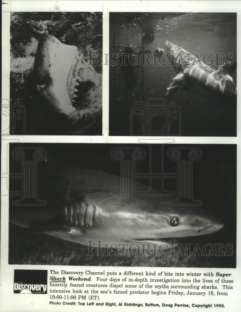 1990 Press Photo Scenes from Discovery Channel&#39;s &quot;Super Shark Weekend&quot;- Historic Images