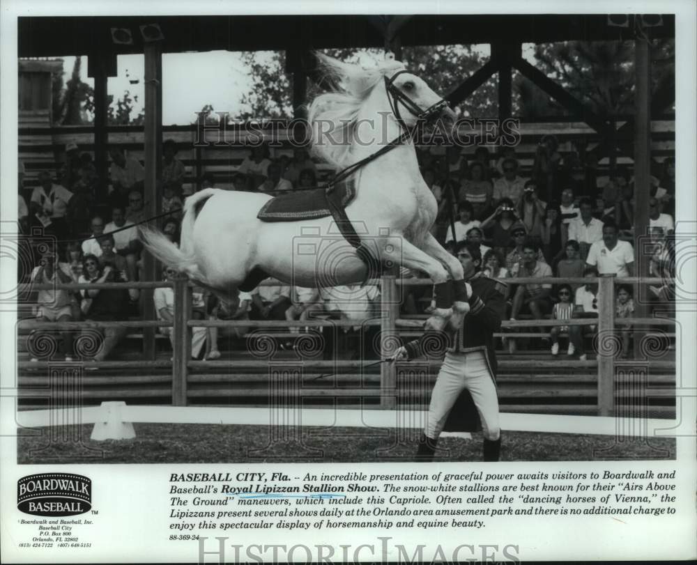 1989 Press Photo Royal Lipizzan Stallion Show in Baseball City, Florida - Historic Images