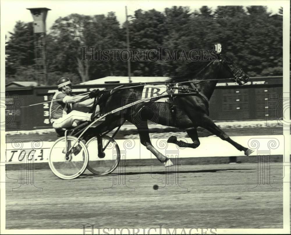 Press Photo Harness race horse Incredible Levels in action at Saratoga Track, NY - Historic Images